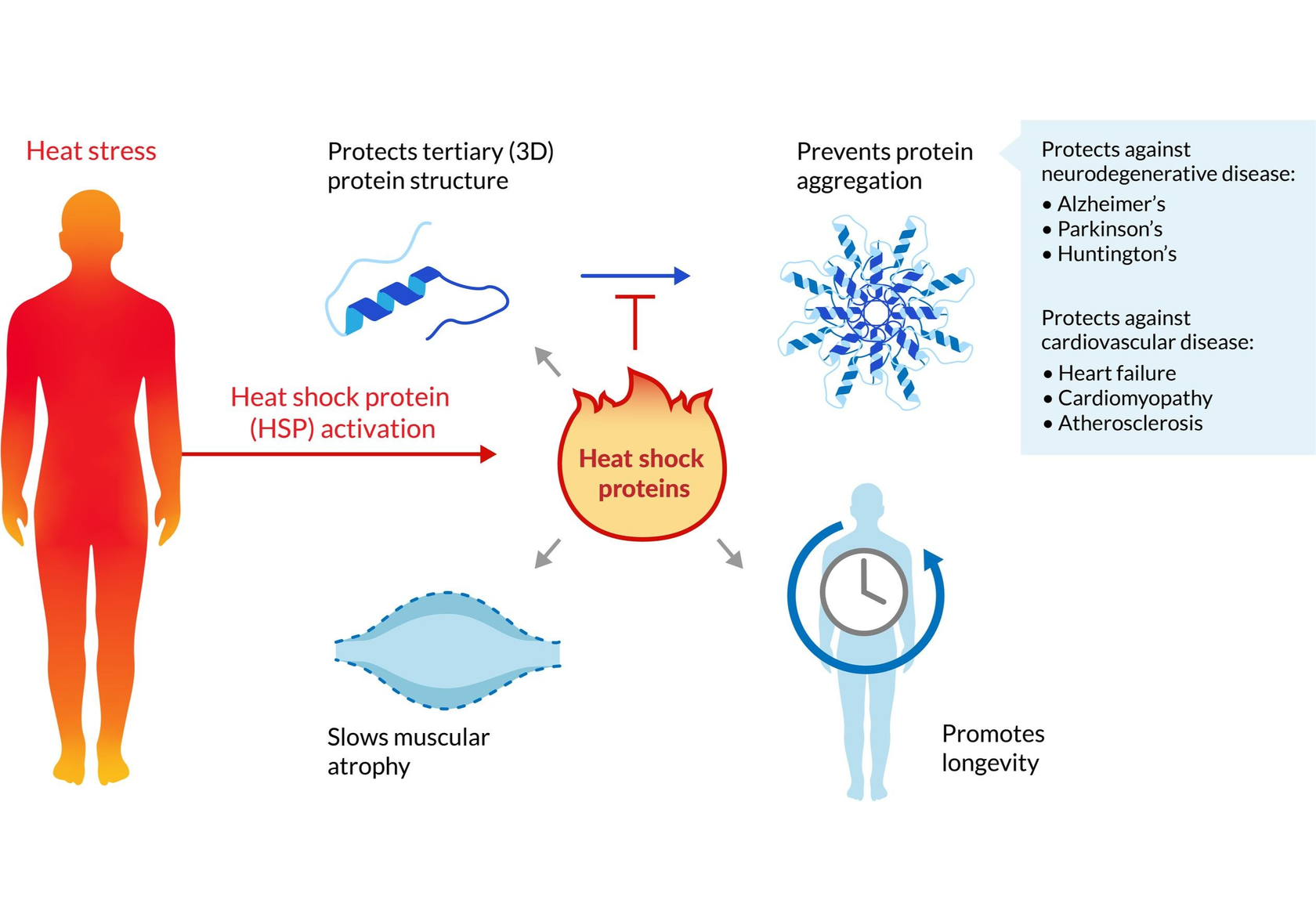 Sauna benefits longevity
